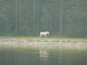 Tamissari-Helmingsholm 071