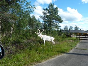 Nordkapp 025