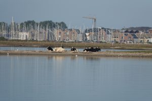 lippe-howacht-011